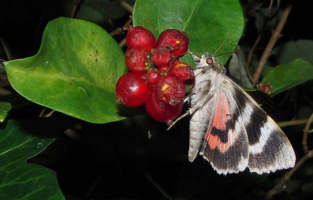 Rood weeskind